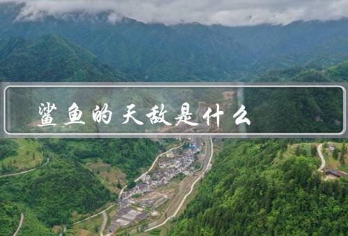 鲨鱼的天敌是什么