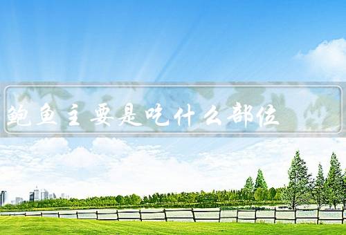 鲍鱼主要是吃什么部位
