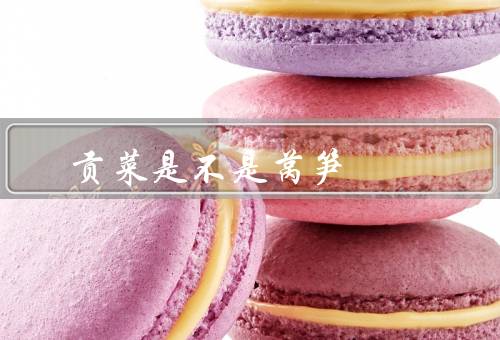 贡菜是不是莴笋