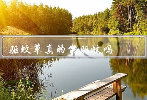驱蚊草真的能驱蚊吗