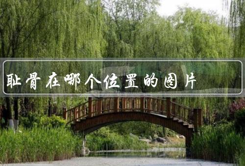 耻骨在哪个位置的图片