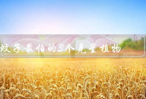 蚊子最怕的3个克星植物