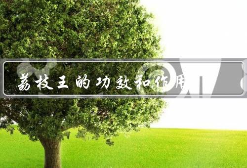 荔枝王的功效和作用