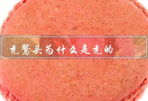 秃鹫头为什么是秃的