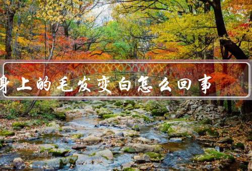 身上的毛发变白怎么回事