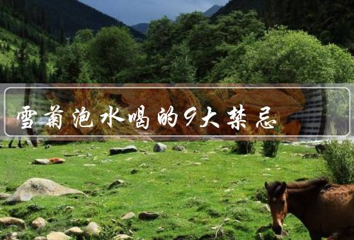 雪菊泡水喝的9大禁忌