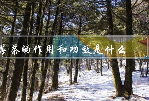 莓茶的作用和功效是什么
