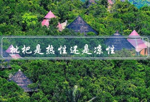 枇杷是热性还是凉性