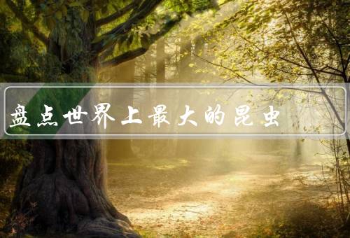 盘点世界上最大的昆虫