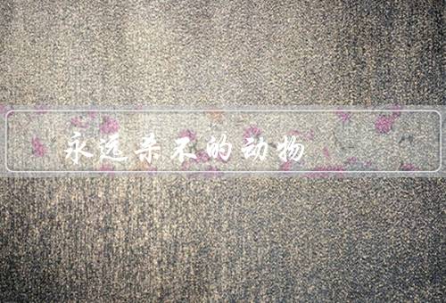 永远杀不的动物