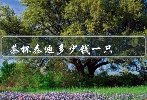 茶杯泰迪多少钱一只