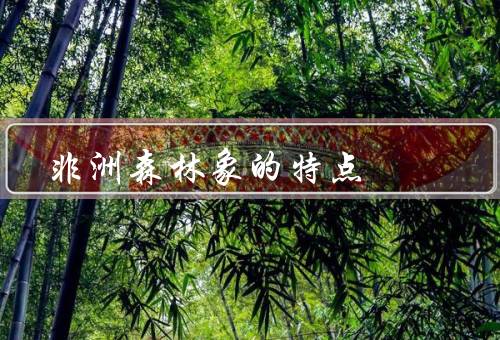 非洲森林象的特点
