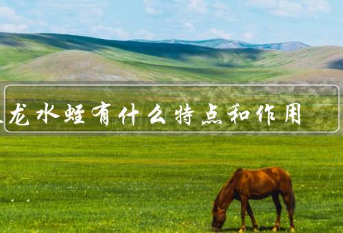 暴龙水蛭有什么特点和作用
