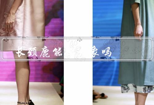 长颈鹿能踢大象吗