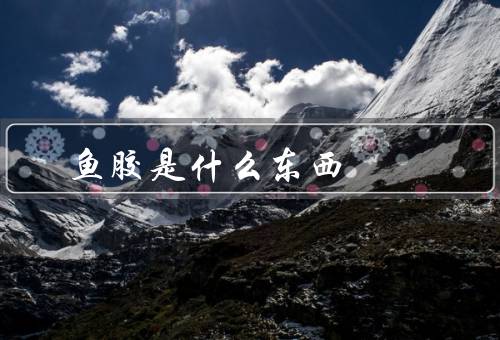 鱼胶是什么东西