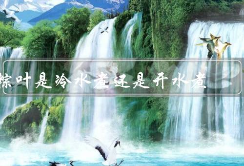 粽叶是冷水煮还是开水煮