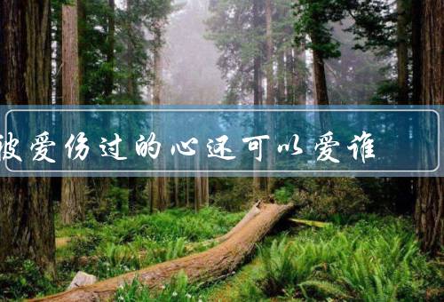 被爱伤过的心还可以爱谁