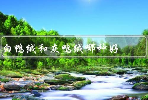 白鸭绒和灰鸭绒哪种好，一样只是颜色不同（白鸭产量少价格贵）