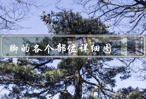脚的各个部位详细图