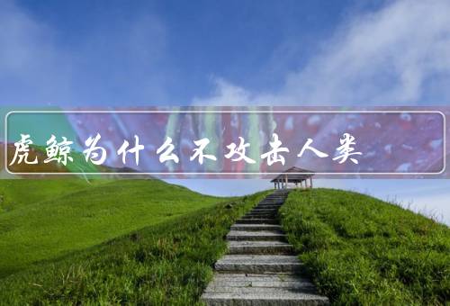 虎鲸为什么不攻击人类