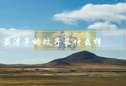 最漂亮的蚊子长什么样