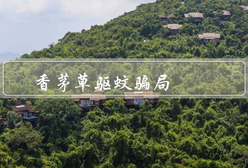 香茅草驱蚊骗局