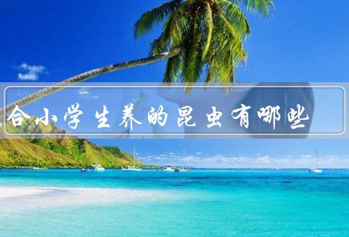 适合小学生养的昆虫有哪些