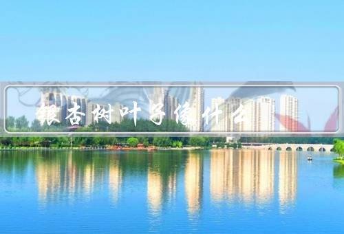 银杏树叶子像什么，从正面看它像一把打开的折扇
