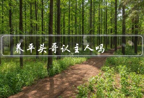 养平头哥认主人吗