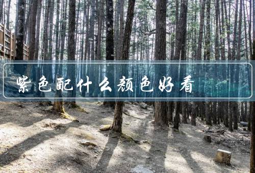 紫色配什么颜色好看