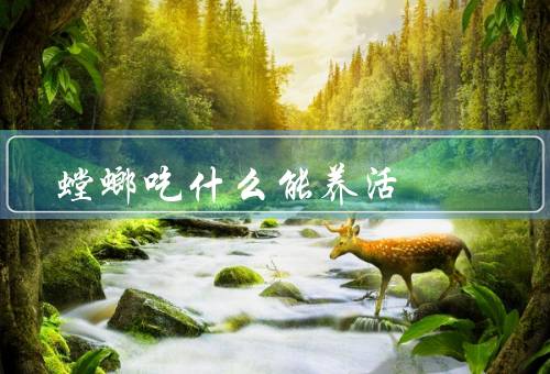 螳螂吃什么能养活
