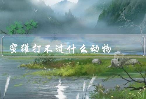 蜜獾打不过什么动物