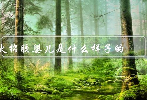 火棉胶婴儿是什么样子的