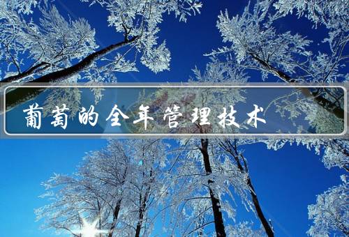 葡萄的全年管理技术