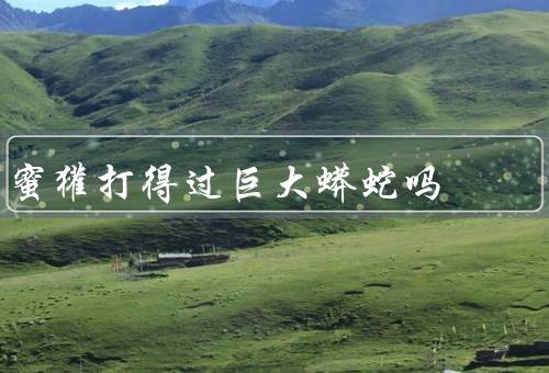 蜜獾打得过巨大蟒蛇吗