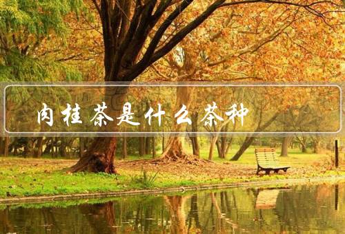 肉桂茶是什么茶种