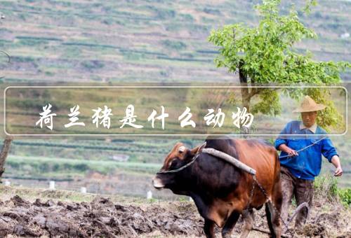 荷兰猪是什么动物