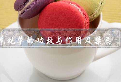 白花蛇草的功效与作用及禁忌