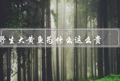 野生大黄鱼为什么这么贵