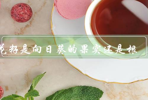 葵花籽是向日葵的果实还是根