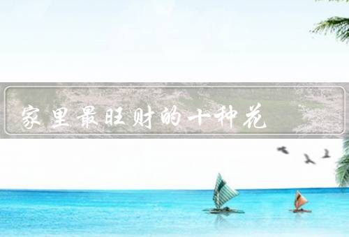 家里最旺财的十种花