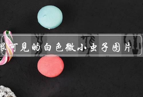 肉眼可见的白色微小虫子图片