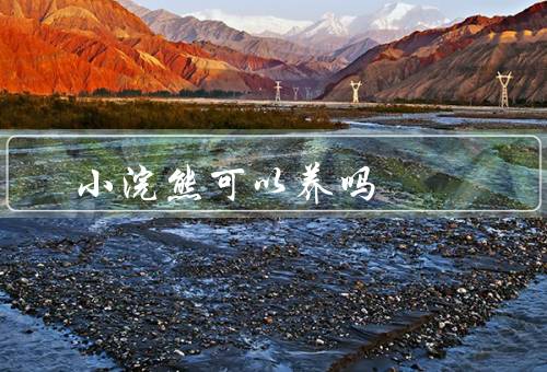 小浣熊可以养吗