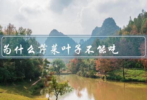 为什么芹菜叶子不能吃