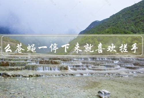 为什么苍蝇一停下来就喜欢搓手
