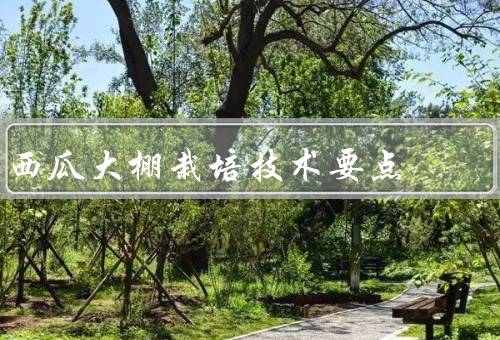 西瓜大棚栽培技术要点
