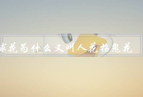 绣球花为什么又叫人花招鬼花