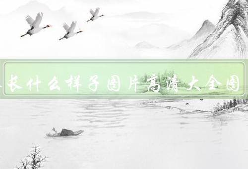 艾草长什么样子图片高清大全图