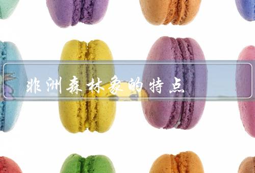 非洲森林象的特点