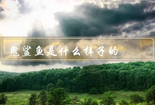 鬼鲨鱼是什么样子的